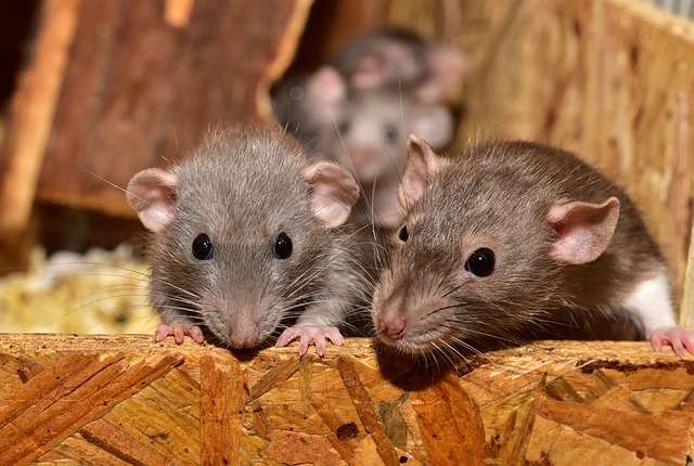 8 tips die helpen met rattenbestrijding